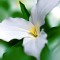 Trillium Health Care